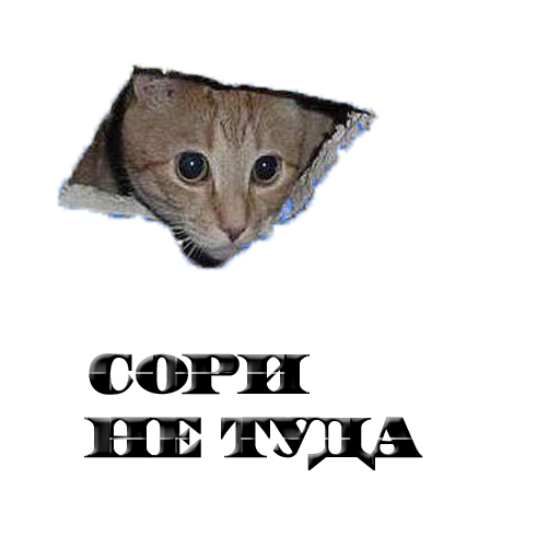 Кот из стены -Сорри не туда